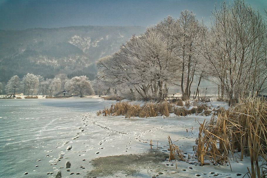 footprints on snowfield near snow covered bare trees during daytime HD wallpaper