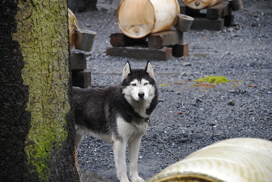 alaska, nature, wilderness, one animal, mammal, domestic animals HD wallpaper