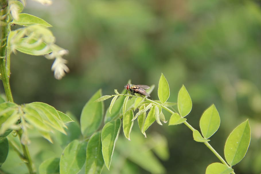 Insect, Material, Fly, nature, green Color, close-up, leaf HD wallpaper