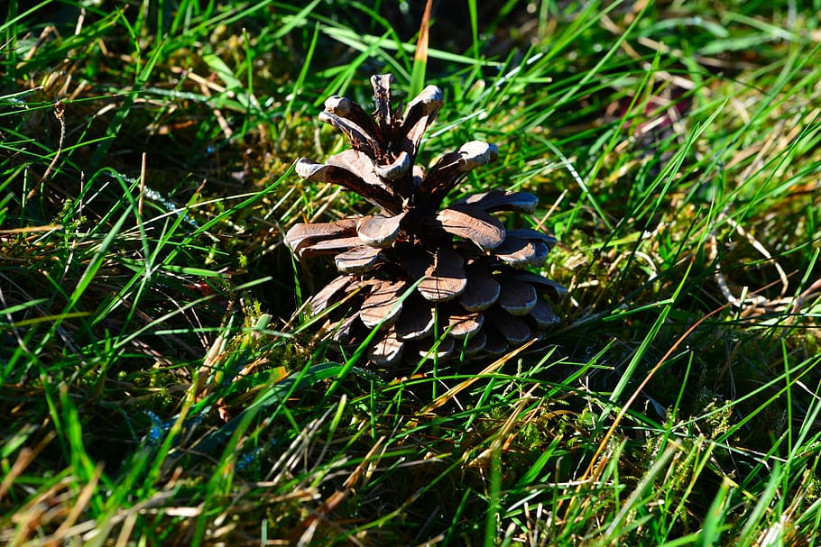pine cones, grass, meadow, plant, growth, land, field, nature HD wallpaper