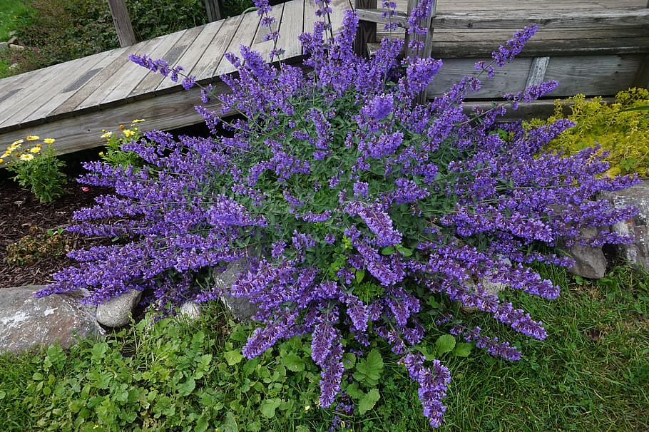 mint, herbal, tea, antioxidant, flowering plant, purple, growth HD wallpaper