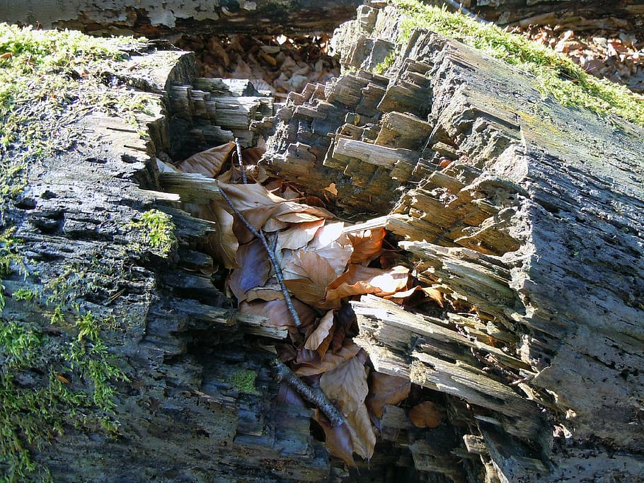 rotten wood, burst, fragmented, log, broken, nature, day, no people, HD wallpaper