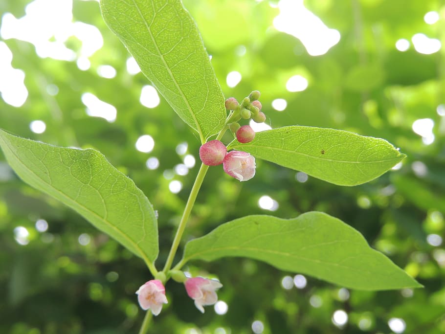 Blossom, Bloom, Pink, Hell, Spring, leaves, bud, red, nature HD wallpaper