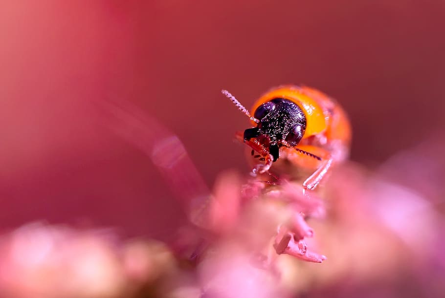 beetle, india, kerala, invertebrate, animal themes, one animal HD wallpaper