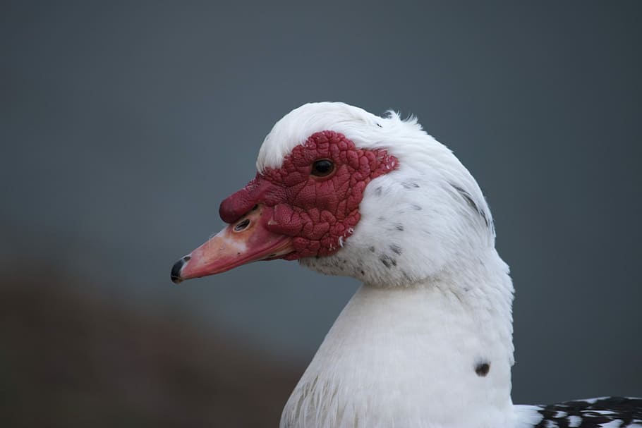 Red, white duck, face, eye, beak, feather, one animal, animal themes HD wallpaper