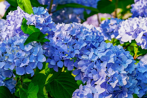 close-up photo of blue petaled flowers, hydrangea, hydrangea flower HD wallpaper