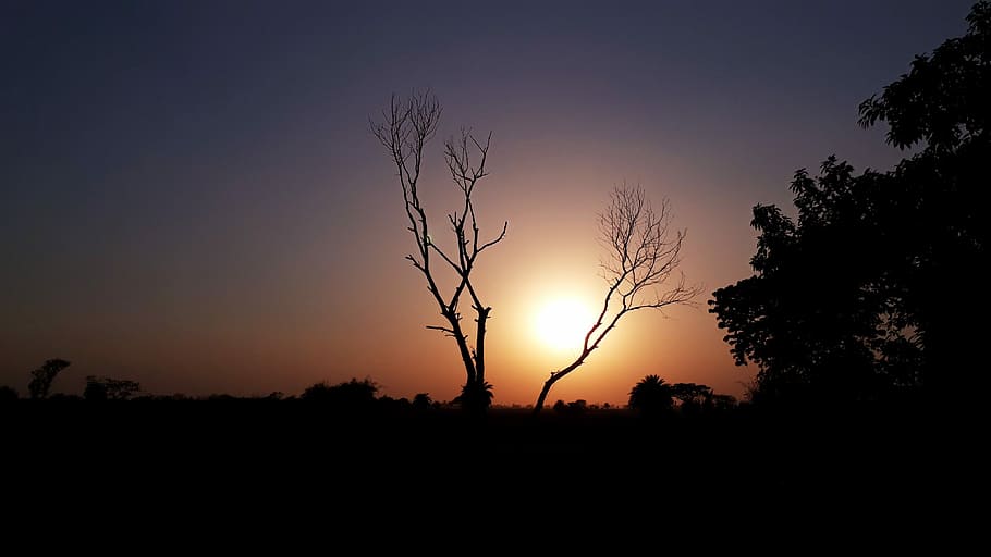 sunset, dawn, nature, tree, dusk, sky, evening, landscape, outdoors HD wallpaper