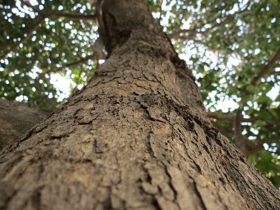Brown Tree Trunk, background, large, leaves, nature, outdoor HD wallpaper