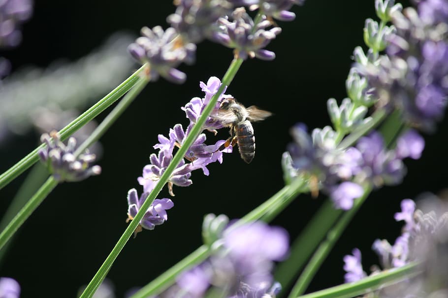 Pollination, Bee, Lavender, Insect, lavender flowers, close HD wallpaper