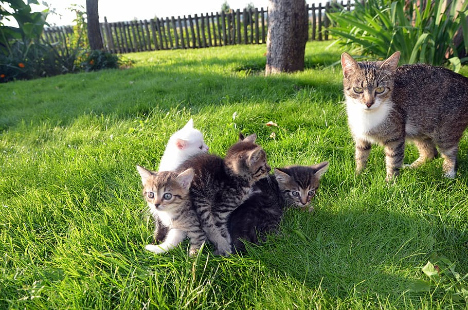 four kittens on green grass near adult cat, family, pet, love