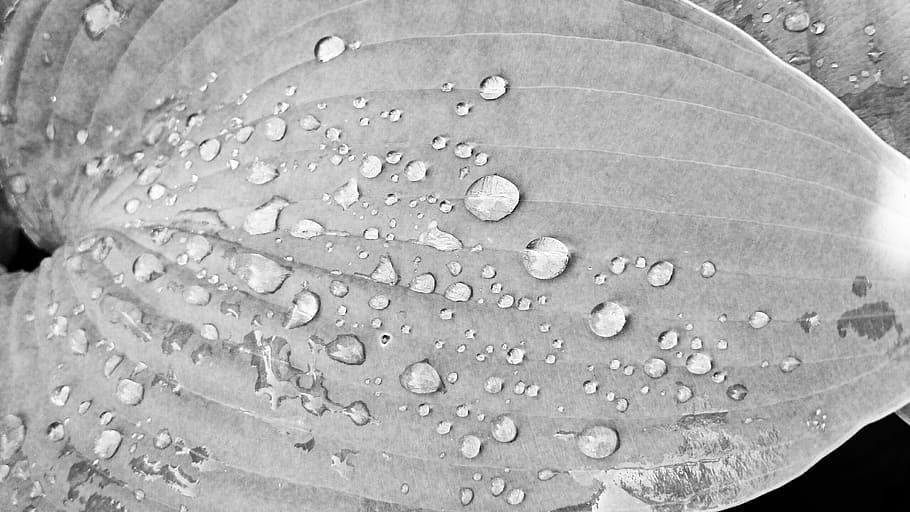 Leaf, Water, Drip, Leipzig, Saxony, rain, spring, nature, plant HD wallpaper