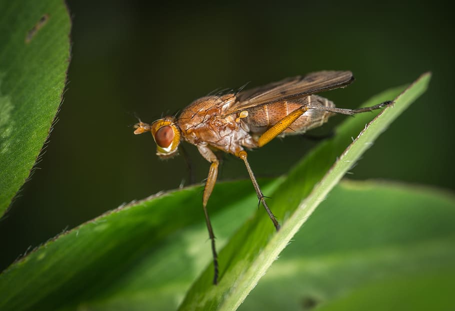 insect, wing, fly, animals, macro, sheet, invertebrate, animal themes HD wallpaper
