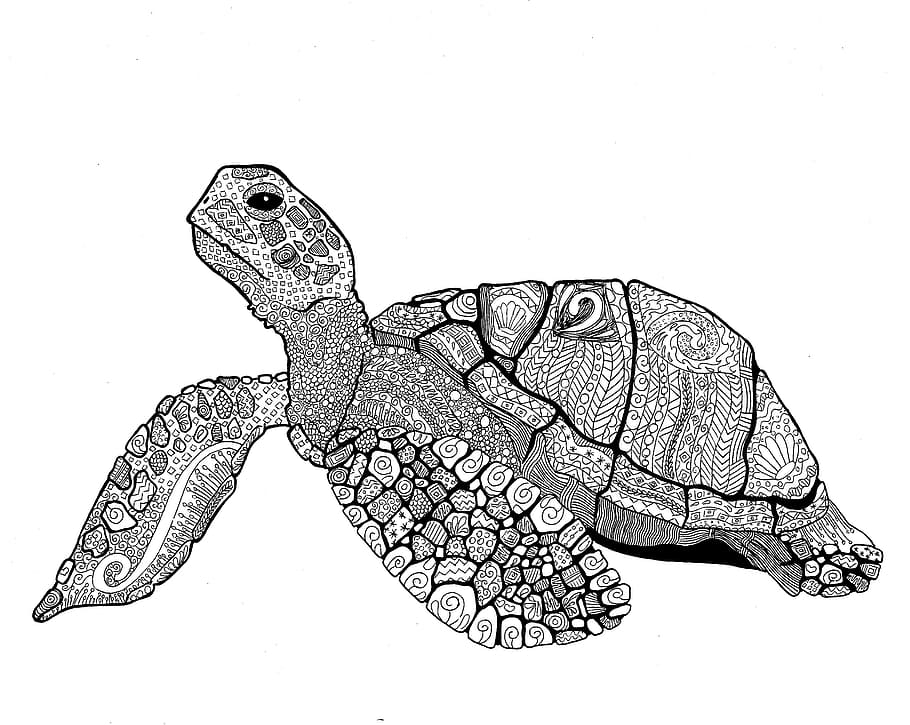 turtle, animal, shell, animal themes, animal wildlife, one animal HD wallpaper