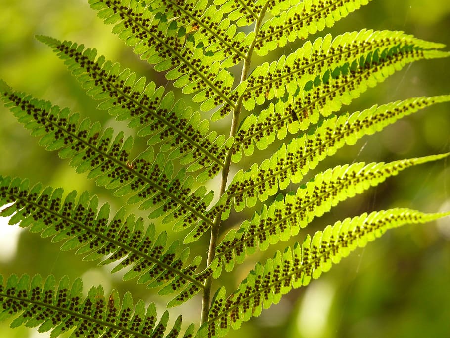 fern, back light, nature, plant, green, plant part, leaf, green color HD wallpaper