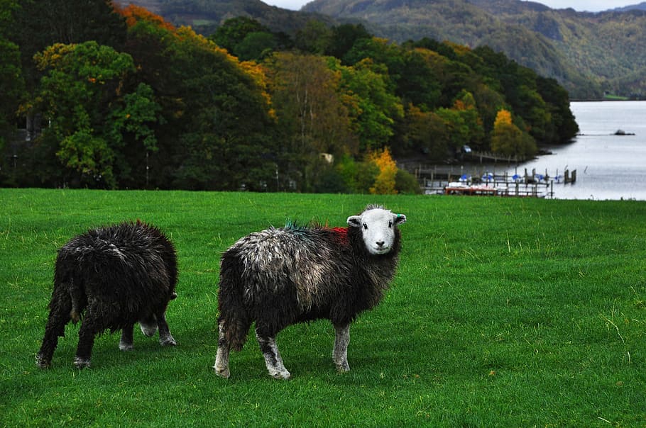 sheep, england, cumbria, derwentwater, keswick, lake, mountain, HD wallpaper