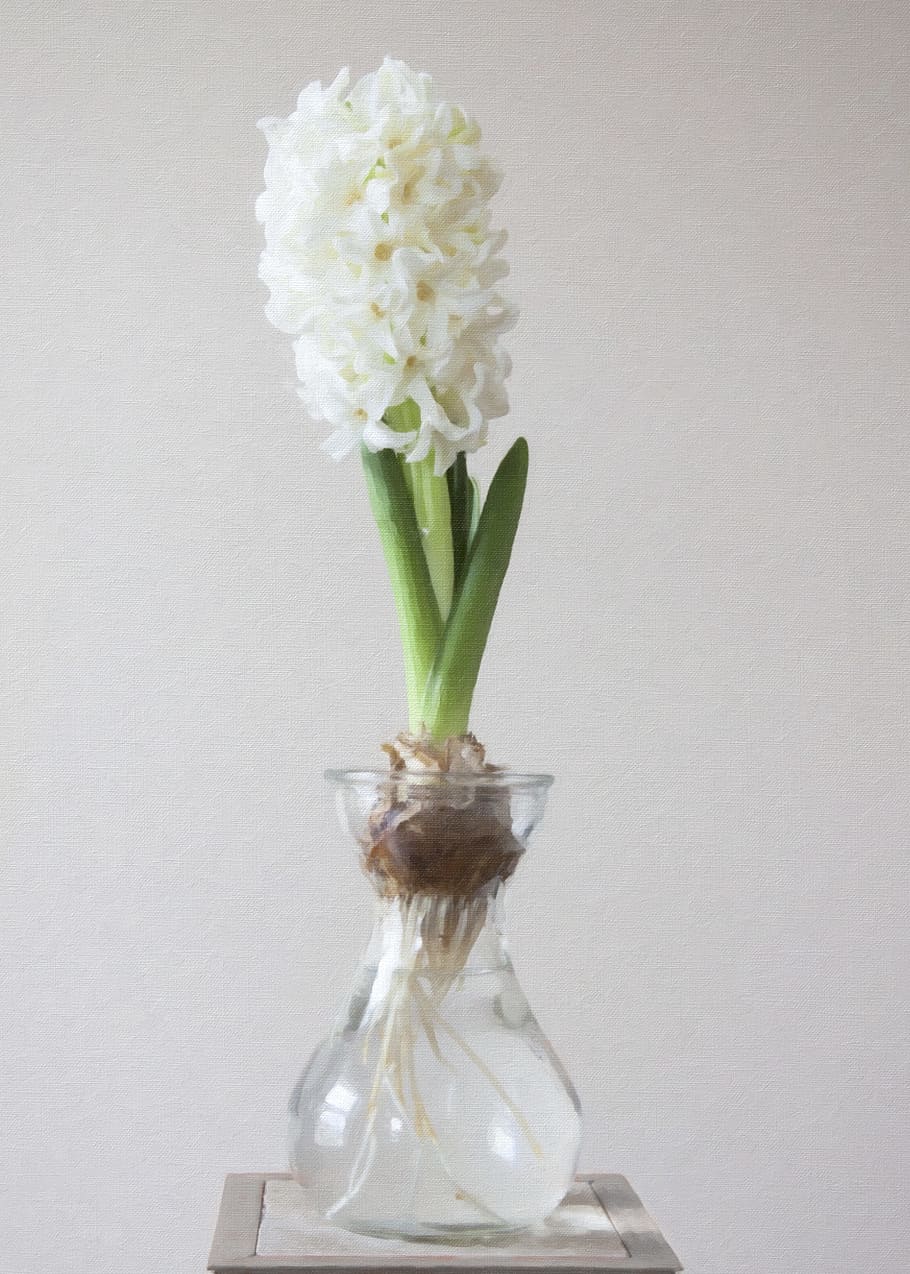 Photography of White Flower on Clear Glass Vase, blur, close-up HD wallpaper