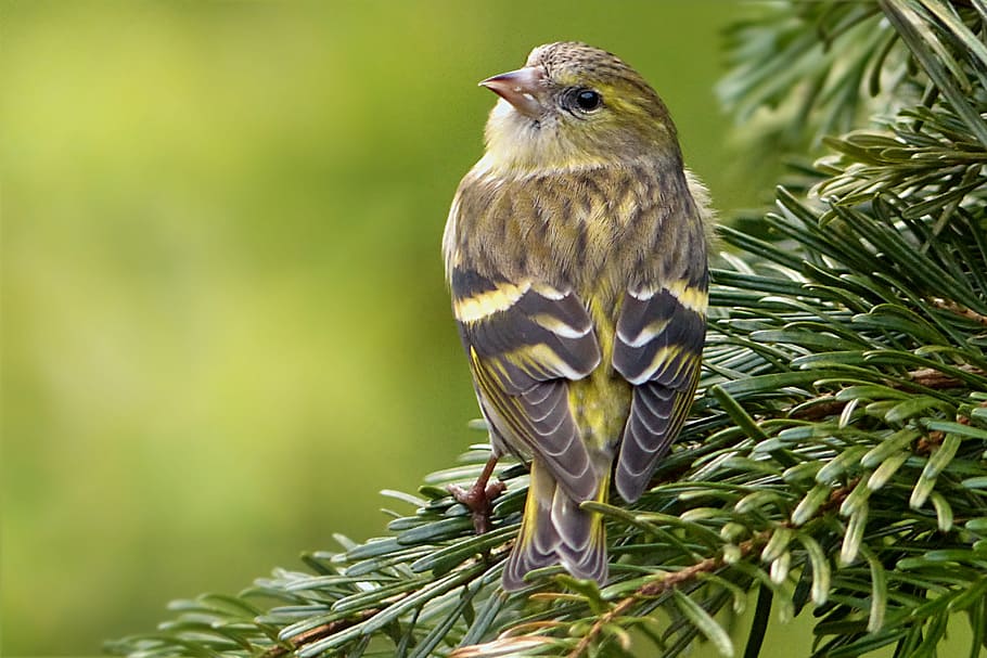 brown and yellow bird on tree branch, siskins, spinus psaltria