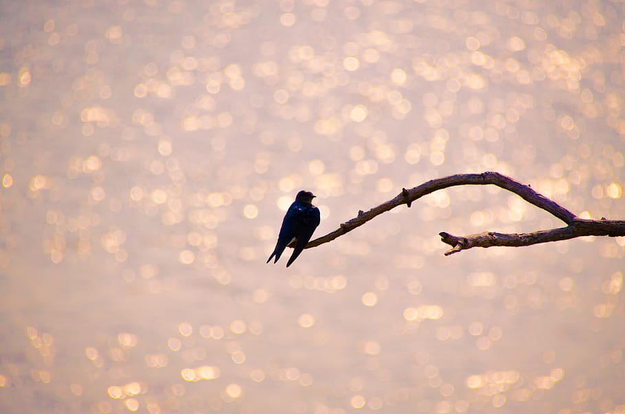 backlight, ave, dawn, animal themes, animal wildlife, bird HD wallpaper