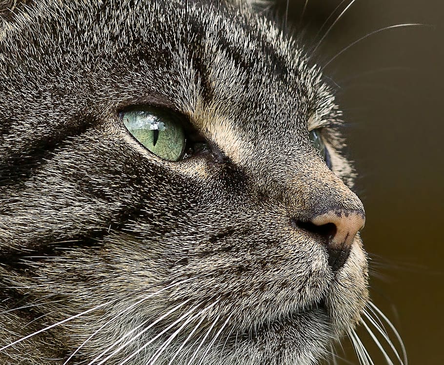 shallow focus photography of brown tabby cat, tiger, eye, macro HD wallpaper