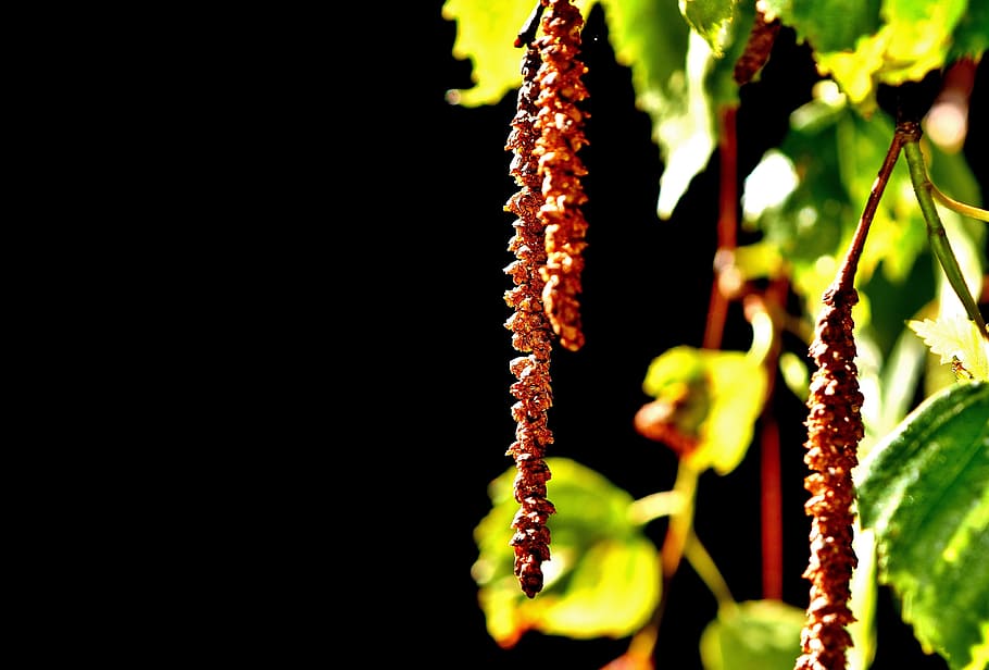 Birch, Seeds, Tree, Depend, Nature, birch seeds, garden, plant HD wallpaper