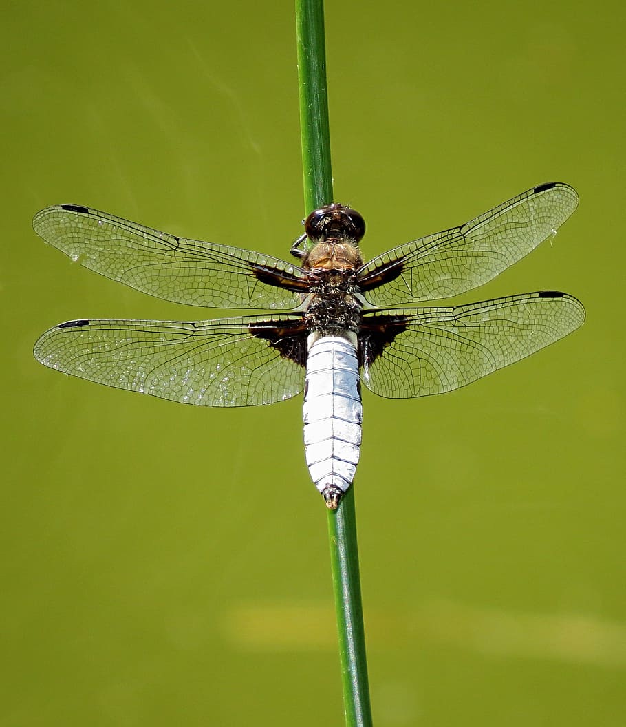 Dragonfly, Insect, Nature, Outside, macro, close-up, wings HD wallpaper