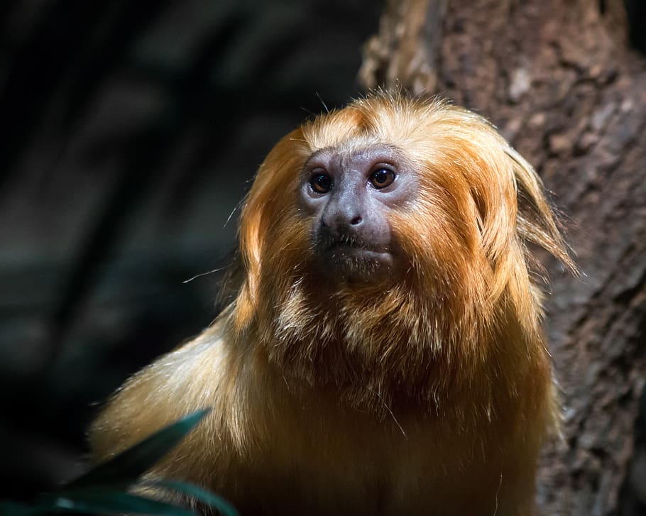 monkey, zoo, wildlife, face, animal themes, mammal, one animal HD wallpaper