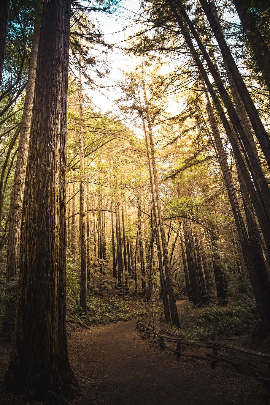pathway in the forest, tree, woodland, nature, outdoors, explore HD wallpaper