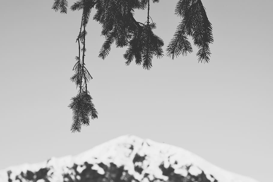 selective focus photography of pine tree, mountain covered of white snow HD wallpaper