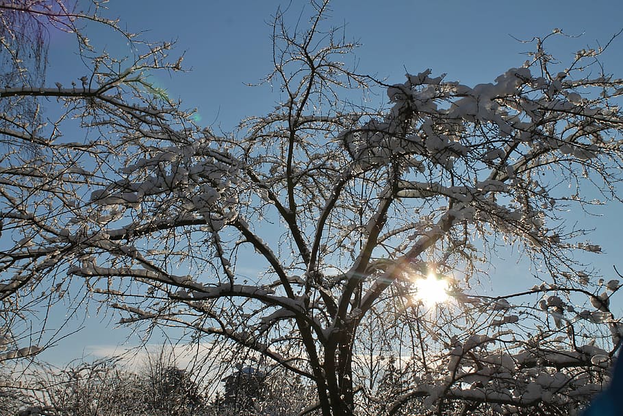 winter, snow, tree in winter, sunlight, december, sky, plant HD wallpaper