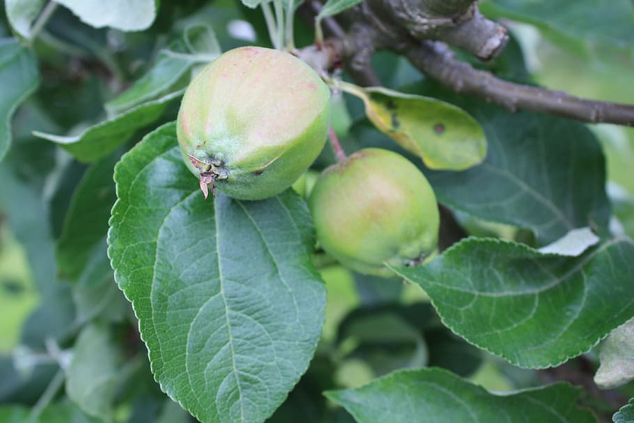 apples, tree, map, fruit, green, nature, apple branch, apple tree HD wallpaper