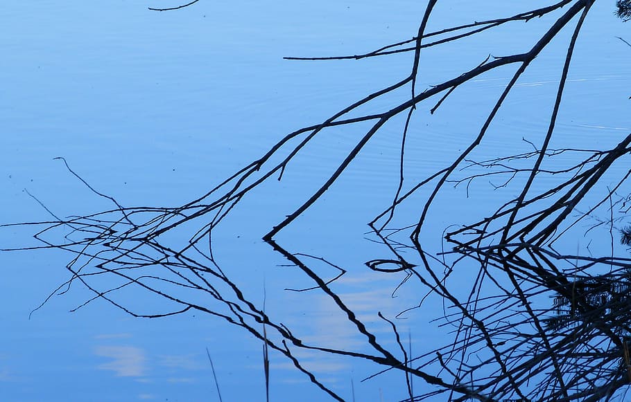 water, branches, blue, contrast, nature, reflections, lake HD wallpaper