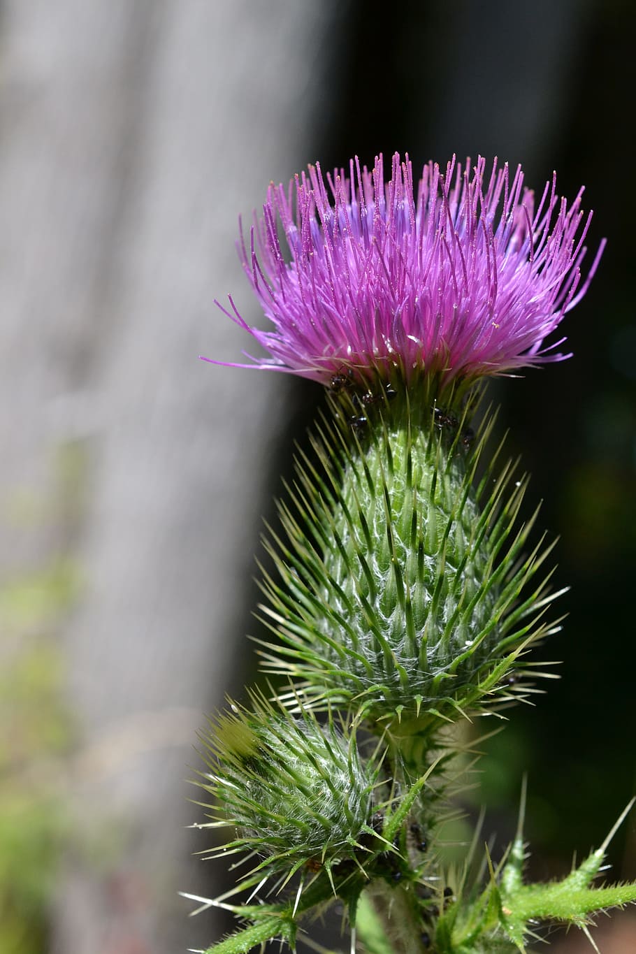 thistle, summer, wild, plant, flower, flowering plant, growth HD wallpaper