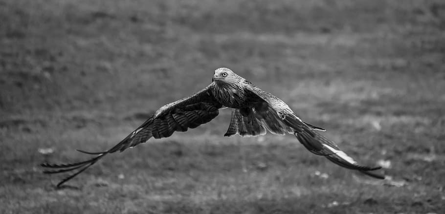 falcon in flight, kite, red, bird, raptor, prey, nature, feathers HD wallpaper