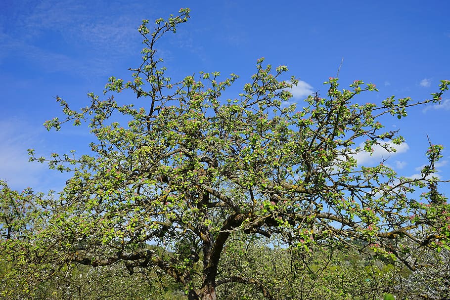 Apple Tree, Tree, Spring, Nature, Garden, growth, springtime HD wallpaper