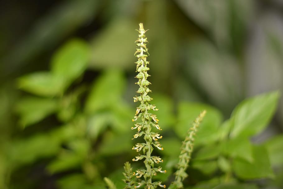 flowers, nature, green, plant, growth, green color, beauty in nature HD wallpaper