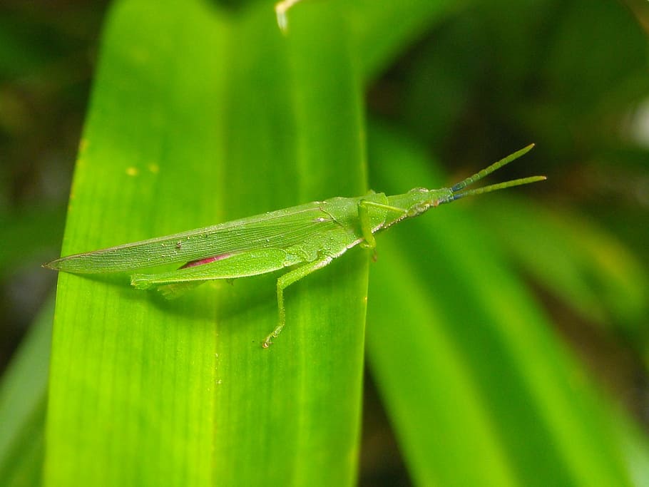 grasshopper, green, leaf, pandan, green color, plant part, close-up HD wallpaper