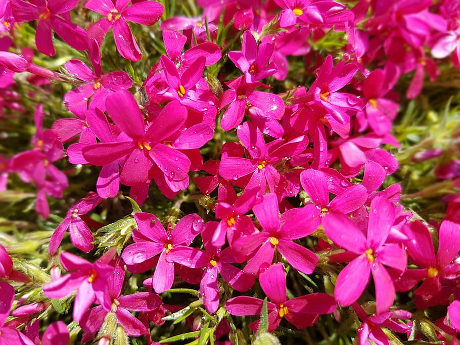 flowers, spring, floksy, flowering plant, petal, beauty in nature HD wallpaper