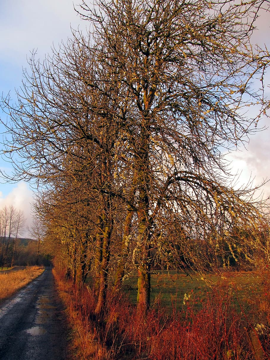 Country tree. Пушистое дерево вдоль дорог. Сухие деревья вдоль дороги. Осина деревья вдоль дороги. Москва пейзаж деревья.