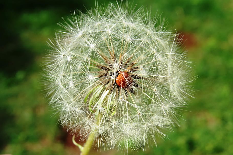 Ladybug, Insect, Dandelion, Flower, Seed, plant, nature, beetle HD wallpaper