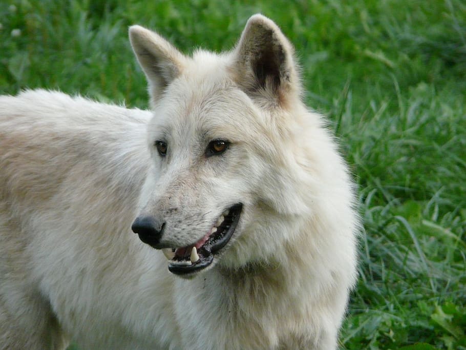 white dog standing on green grass, wolf, carnivore, nature HD wallpaper