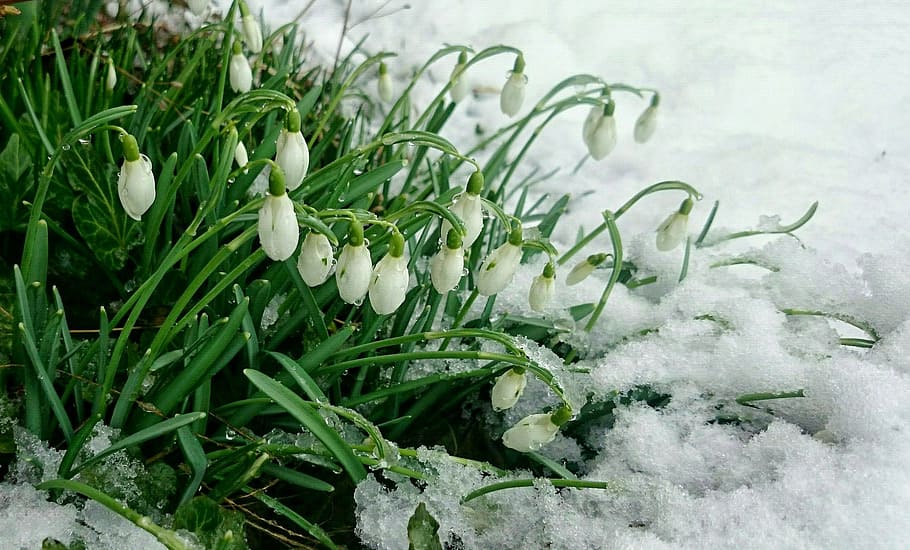 white and green flowers on snowfield, early spring, snowdrops