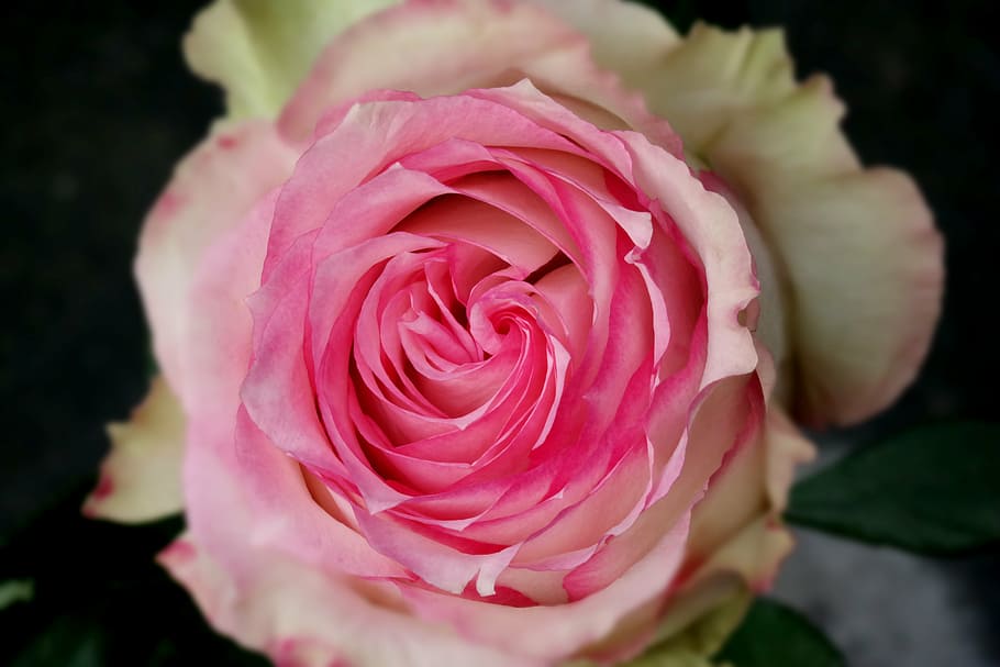 selective focus photography of pink and white rose, magenta, blossom, HD wallpaper