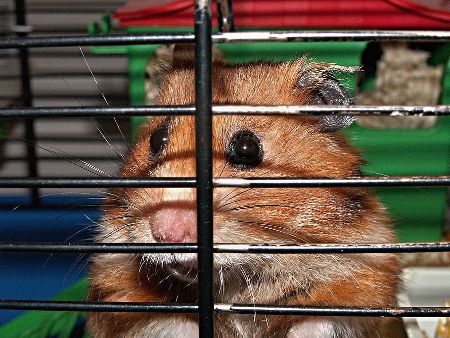 brown hamster cage