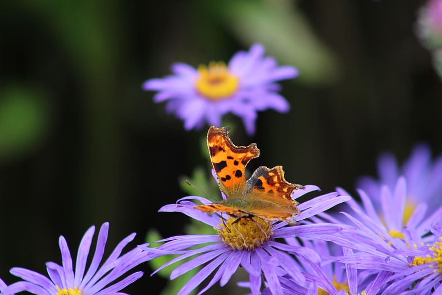 butterfly, comma, flower, insect, flowering plant, beauty in nature HD wallpaper