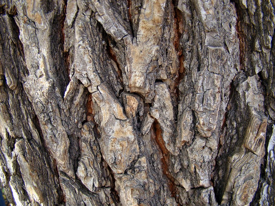 Bark, Tree, Pine, Rough, Nature, Texture, tree trunk, textured HD wallpaper