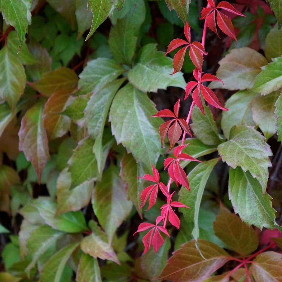 lonely, beautiful, red, vine, autumn, plant part, leaf, growth HD wallpaper