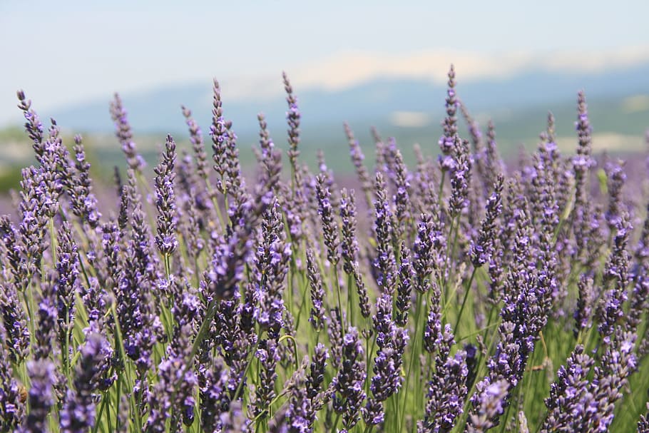 provence, lavender field, summer, flower, flowering plant, beauty in nature HD wallpaper