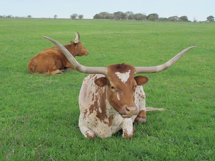Texas, Longhorn, Cattle, Cows, Farm, ranch, beef, pasture, animal, HD wallpaper