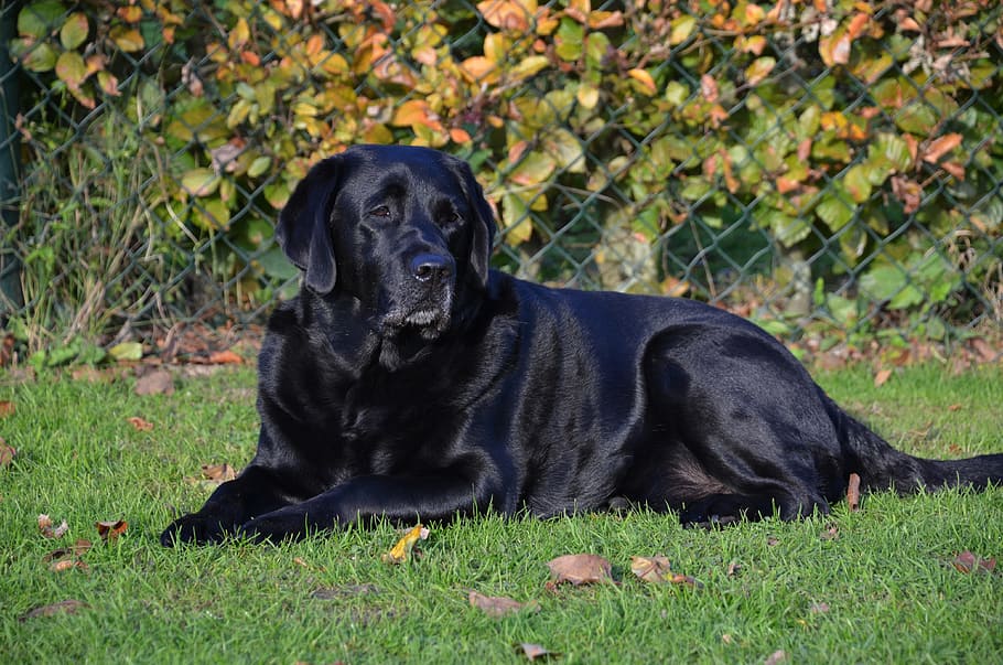 short-coated black dog lying on green grass at daytime, black lab HD wallpaper