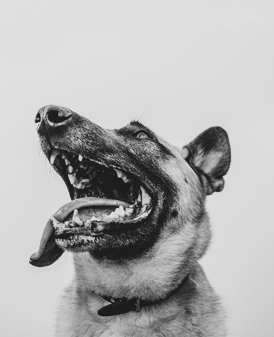 grayscale photo of opened mouth of dog, grayscale photography of adult German shepherd